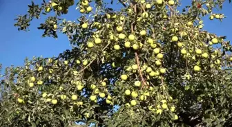 Van'ın Erciş İlçesinde Kışlık Elma Hasadı Başladı