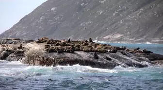 Cape Kürklü Foklarda Görülen Kuduz Salgını Tarihi Bir İlk