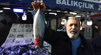 Karadeniz'de Palamut Bolluğu, Fiyatlar Düşüşte