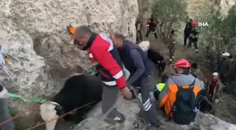 Siirt'te Mahsur Kalan 7 İnek Kurtarıldı