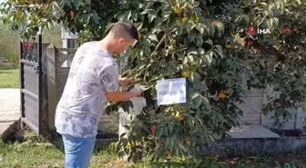 Düzce'de Genç Çiftçiden Örnek Davranış: 'Canı İsteyen Hurma Alabilir'