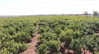 Kilis'te Hicaz Narı Hasadı Devam Ediyor