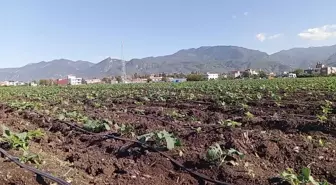 Osmaniye'de Çiftçiler Alternatif Ürünlere Yöneliyor