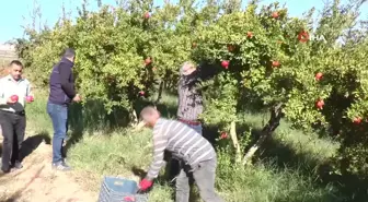 Gaziantep'te Çiftçiler Nar Hasadına Hazırlanıyor