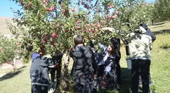 Yüksekova'da Tarım Sınıfı Öğrencileri Elma Hasadına Katıldı