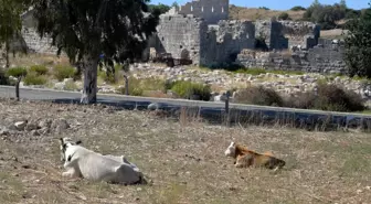 Patara Antik Kenti'nde Hayvanların Yürüyüş Yollarına Zarar Vermesi Üzerine Kamulaştırma Çalışmaları Başladı