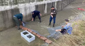 Niksar'da 3 Bin Balık Yavrusu Kurtarıldı