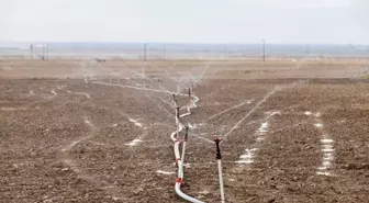 Aksaray'da Arpa Tohumu Ekimi Başladı