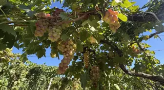 Antik Bağcılık Kültürü Denizli'de Yaşatılıyor