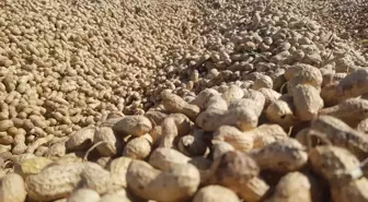 Gaziantep'te Yer Fıstığı Hasadı Başladı