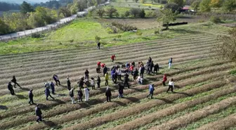 Karabük'te dünyanın en pahalı baharatı Safranın hasadına başlandı