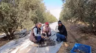 Manisa'nın Sarıgöl ilçesinde Zeytin Hasadı Başladı