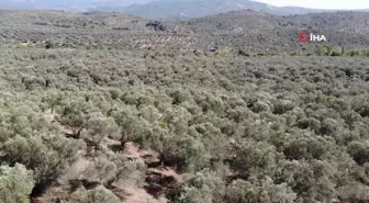 Zeytinyağı Pahalı Olmayı Hak Ediyor