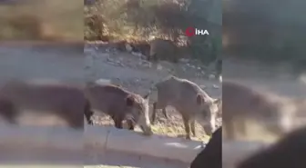 Bodrum'da Yaban Domuzlarına Eliyle Yardım