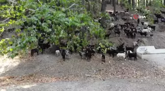 Aydın'da Kurtlar, Keçi Çobanlarının En Büyük Kâbusu Oldu