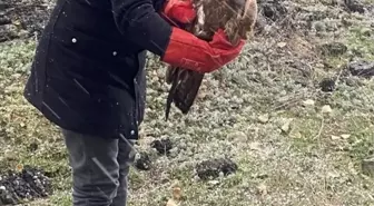 Yaralı Kızıl Şahin Kurtarıldı