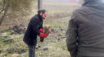 Polis Yaralı Atmacayı Kurtardı