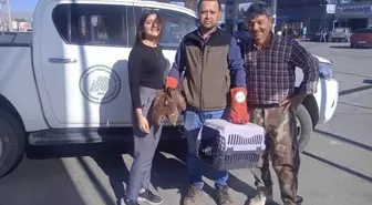 Afyonkarahisar'da Yaralı Kızıl Şahin ve Çakal Kurtarıldı