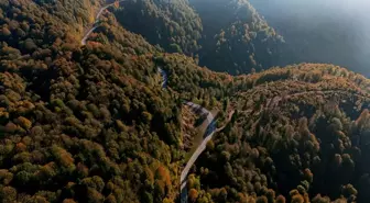 Çam Dağı'nda Sonbahar Renkleri