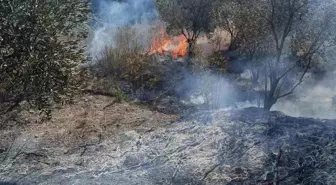 Hatay'da Zeytinlikte Yangın Kontrol Altına Alındı