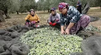 Zeytin Üreticileri Yağmur Bekliyor