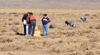 Çiftçi Patatesleri Bedava Dağıttı