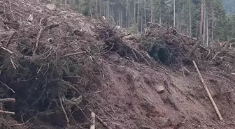 Artvin'de Turizm Sezonu Sonrası Ağaç Kesimi Endişesi