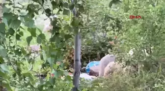 Bitlis'te İngiliz Turist Ayıların Saldırısına Uğradı