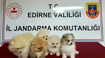 Edirne'de Yasa Dışı Yolla Getirilen 5 Pomeranian Köpek Ele Geçirildi