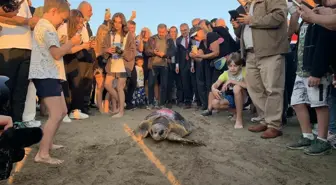 İztuzu Plajı'nda Tedavi Edilen Caretta Carettalar Doğaya Salındı