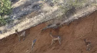 Kahramanmaraş'ta Yabani Keçiler Görüntülendi