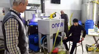 Mersin'de Zeytinyağı Telaşı: Hasat Devam Ediyor
