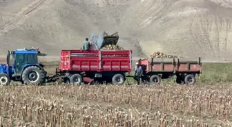 Erzurum'da Şeker Pancarı Hasadı Başladı