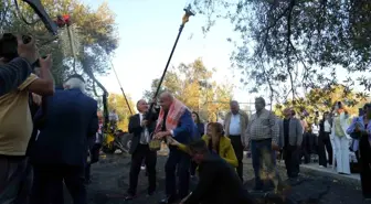 19. Ayvalık Uluslararası Zeytin ve Turizm Festivali'nde Bin Yıllık Zeytin Ağaçlarından Zeytinyağı Üretimi