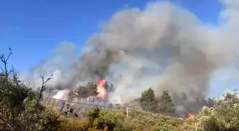 Muğla'nın Menteşe İlçesinde Orman Yangını Çıktı