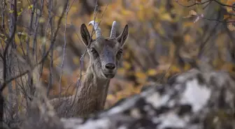 Tunceli'de Yaban Keçileri Munzur Vadisi'nde Görüntülendi