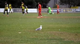 Tekirdağspor Maçında Martı Renkli Anlar Yaşattı