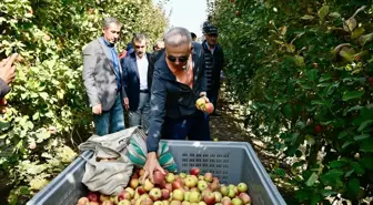 Karaman Valisi Elma Hasadına Katıldı