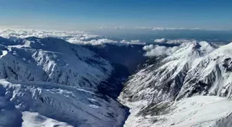 Rize'de Ayı Saldırısı Sonrası Kayıp 170 Koyun ve Keçi 20 Gündür Aranıyor