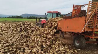 Sinop'un Boyabat İlçesinde Şeker Pancarı Hasadı Başladı