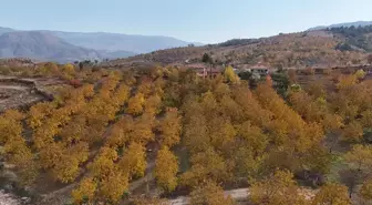 Oğuzlar'da Ceviz Bahçeleri Sonbahar Renkleriyle Göz Kamaştırıyor