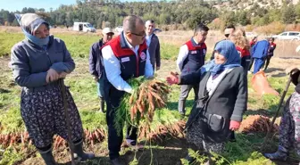 Çakır Havuç'ta Hasat Devam Ediyor, 5 Bin Ton Rekolte Bekleniyor