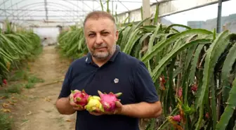 Bilecik'te Ejder Meyvesi Üretimi Hızla Artıyor