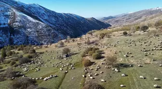 Göçerler Soğuk Hava ile Dönüşe Geçti