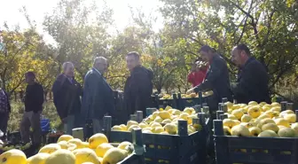 Adana'da Ayva Hasadı Başladı