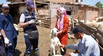 Aşısız Hayvanlar Çiftçiyi Zarara Uğratabilir