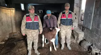 Kilis'te Kaybolan Buzağı Jandarma Ekiplerince Bulundu