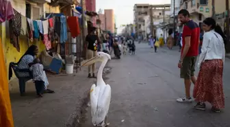 Saint-Louis'ta Pelikan Turistlerin Gözdesi Oldu