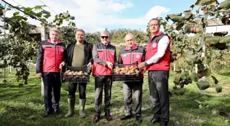 Ordu'da Kivi Hasadı Başladı