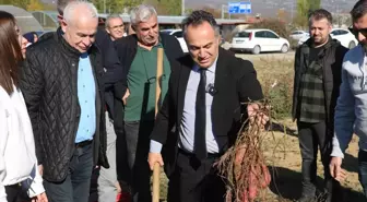 Tokat Gaziosmanpaşa Üniversitesi'nde Tatlı Patates Hasadı Etkinliği